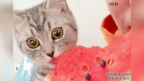 猫怎么吃瓜视频,猫咪吃瓜视频萌态十足