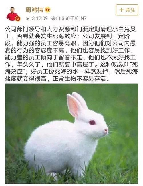 小白兔会吃小瓜吗视频,揭秘兔子饮食之谜