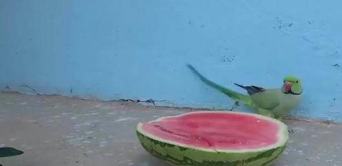 鹦鹉吃瓜视频,萌宠美食瞬间，笑翻网友