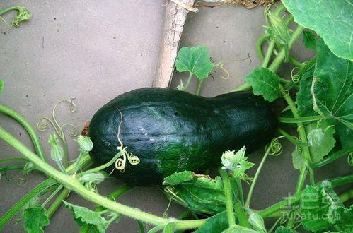 牲口哥吃哈密瓜视频大全,趣味视频大盘点