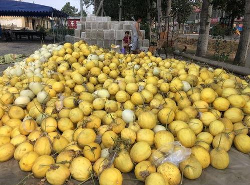 青州泰华城吃瓜视频,一场引发热议的网络狂欢