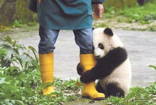 良月大熊猫吃瓜视频,萌态可掬！良月大熊猫吃瓜视频萌翻网友