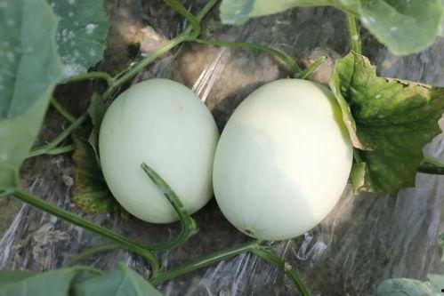 带你吃瓜蘑菇视频下载,蘑菇视频下载攻略揭秘