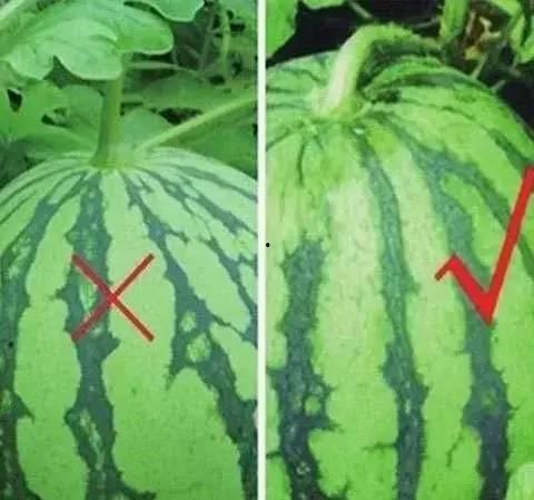 吃瓜不吐皮西瓜视频,西瓜视频带你领略趣味生活瞬间