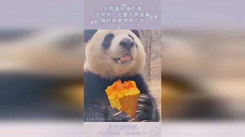 熊猫吃蜜瓜视频大全集,可爱国宝的甜蜜时光大盘点