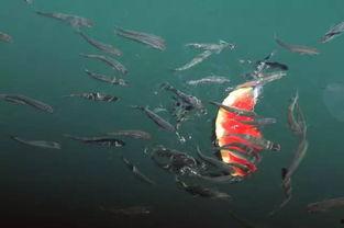 夏至吃瓜群众视频大全集,吃瓜群众视频大全集精彩回顾