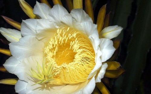 吃瓜霸王花短视频,揭秘短视频中的麻辣吃瓜达人