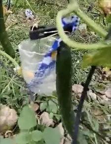 南宁朝阳吃瓜事件真相视频,揭秘背后真相与争议