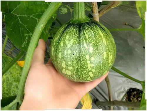 吃5元网纹瓜视频,5元尝鲜体验