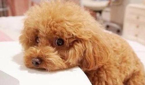 吃瓜狗狗泰迪视频,萌态可掬引网友爆笑