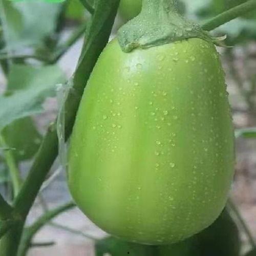 圆蒲瓜老了可以吃吗视频,圆蒲瓜老后仍可食用的秘密解析